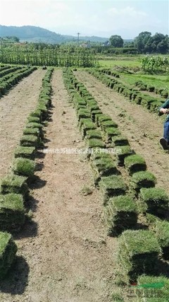 郴州市苏仙区景源苗木种植基地